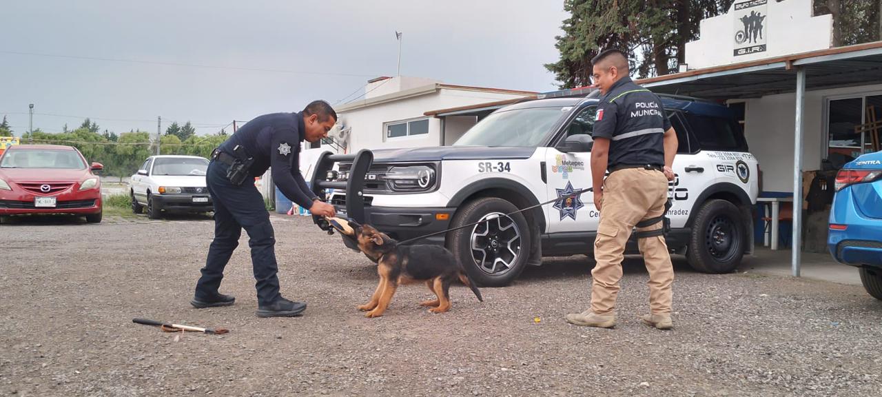 Hércules nuevo integrante de seguridad de Metepec