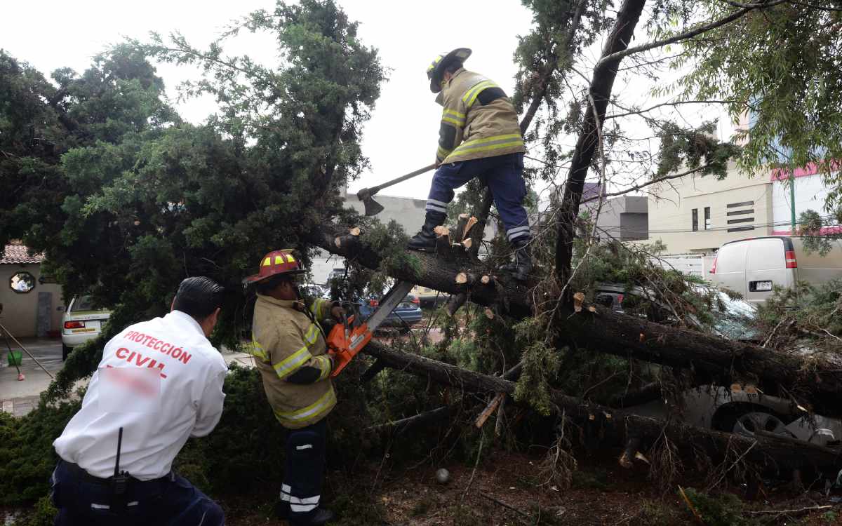 se cae arbol en lerma