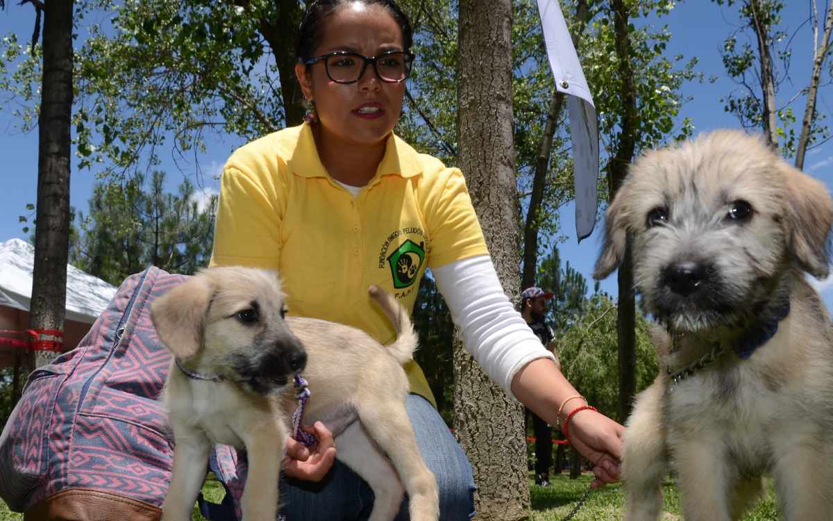 jornada de esterilización calimaya