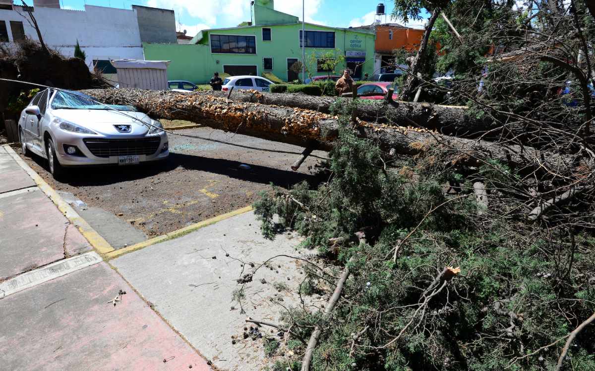 ¿Qué hacer en caso de caída de árboles en Lerma?