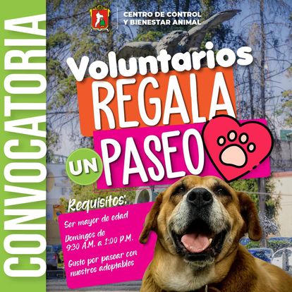 Convocan a ser voluntariado en el programa Regala un Paseo en Toluca