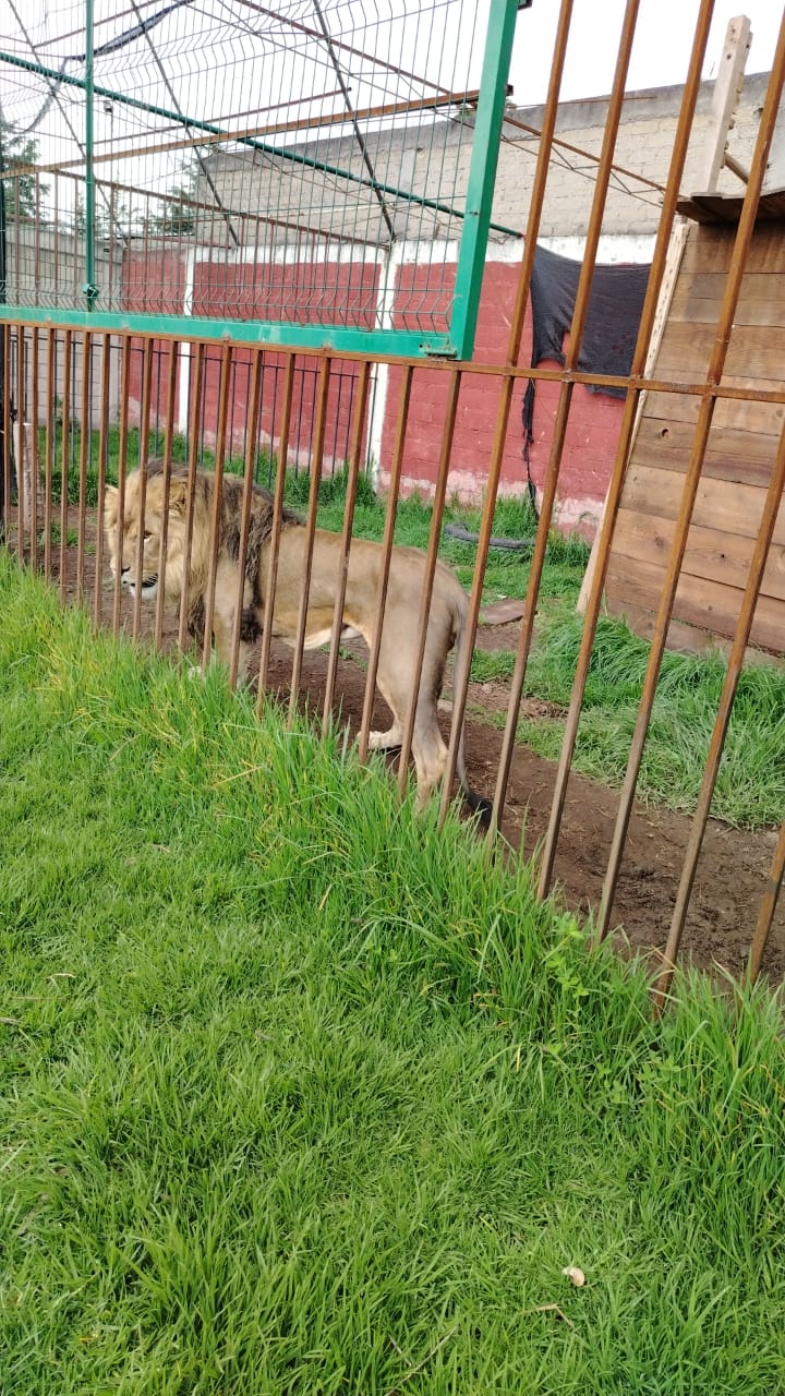 Rescatan a un León en Zinacantepec