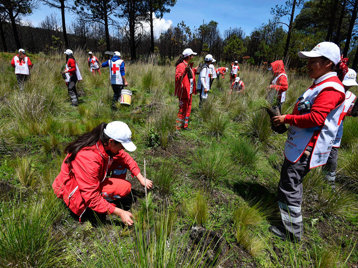 Apoya Cruz Roja Mexicana reforestación en Calimaya con más de 4 mil árboles3