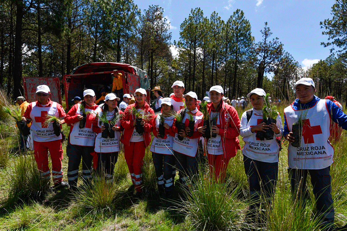 Apoya Cruz Roja Mexicana reforestación en Calimaya con más de 4 mil árboles4