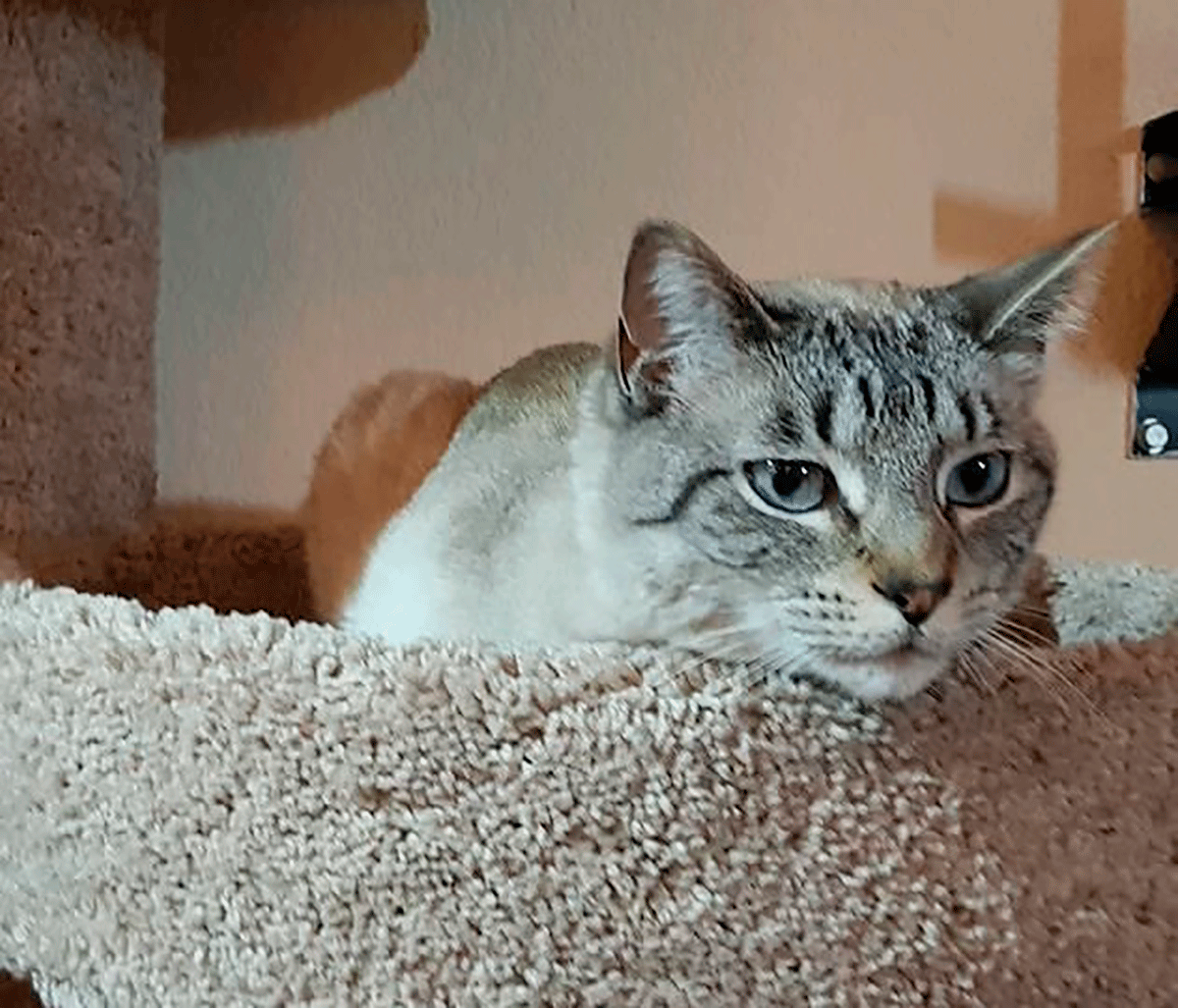Y tú, cómo celebras el Día Internacional del Gato