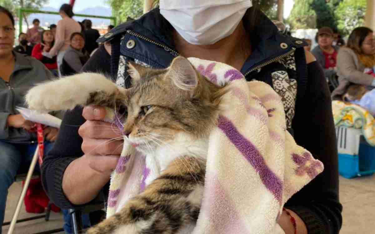 San Mateo Atenco anuncia campaña antirrabica y de esterilizacion