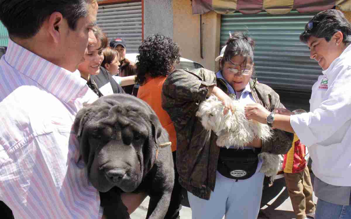 Perros en campaña esterilizacion san mateo atenco