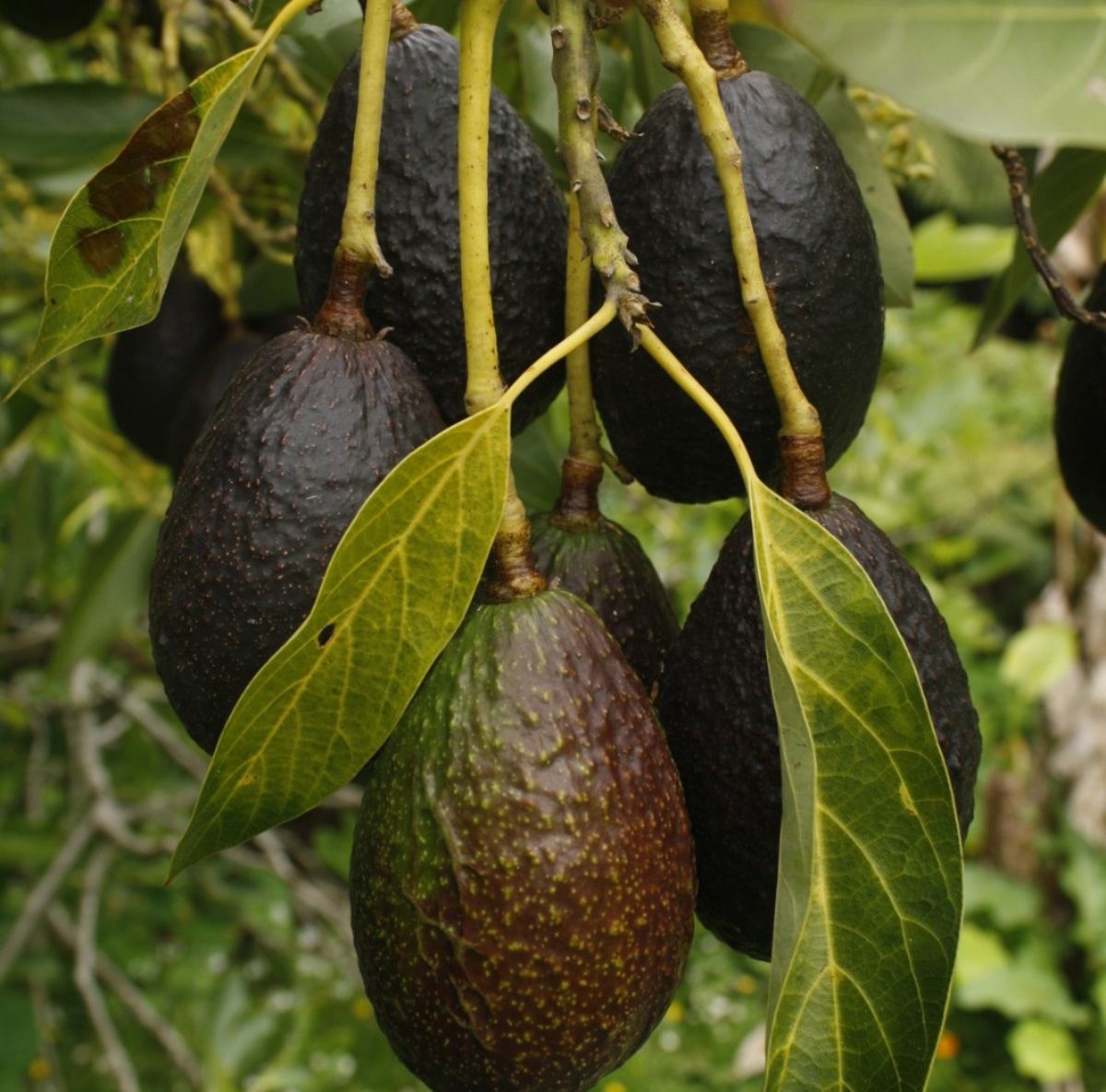 Hongo ataca cultivos de aguacate: UAEMéx