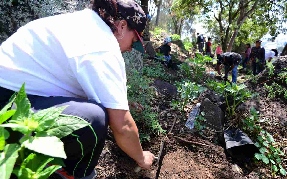 toluca regala arboles a la poblacion