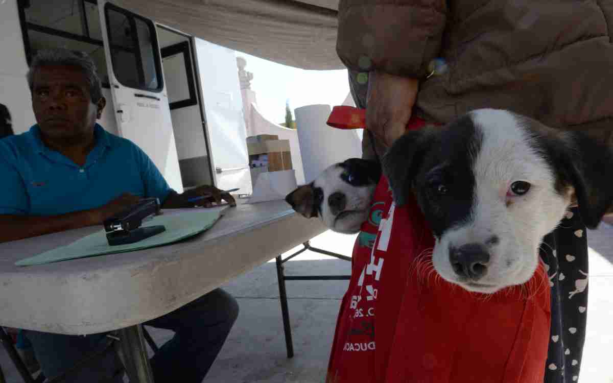 Toluca tendra campaña gratis de esterilizacion en septiembre