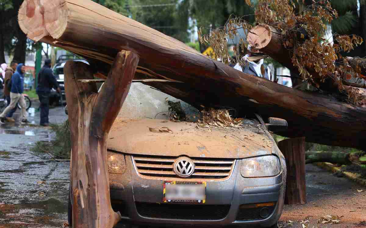 reporta arbol caido en lerma