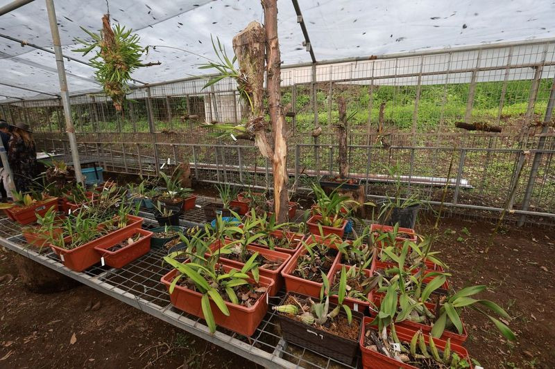 Orquideas de UAEMéx Tenancingo 2024