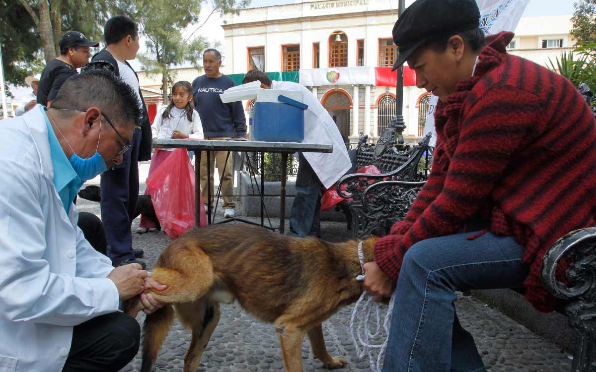 zinacantepec anuncia vacunacion gratis para mascotas