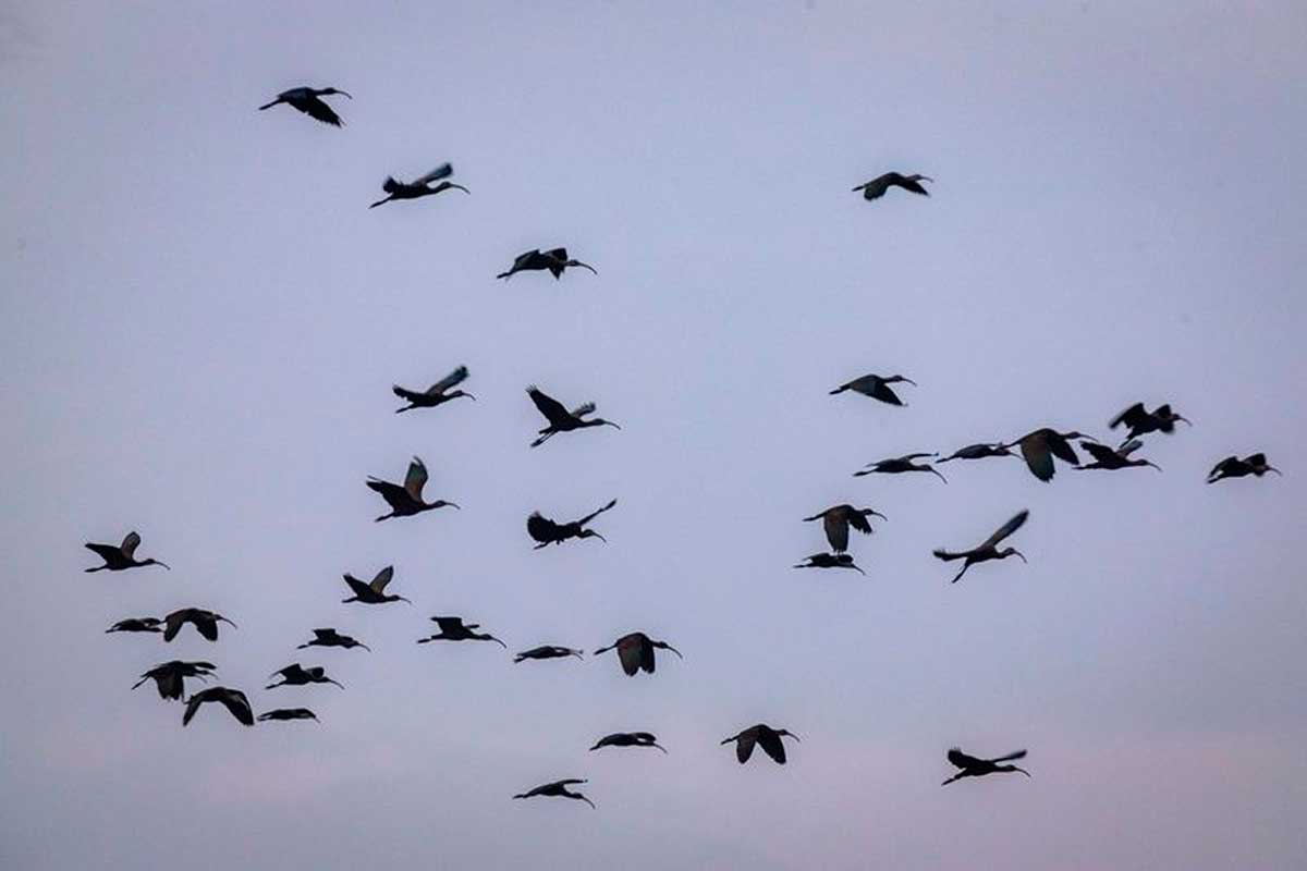 Aves Migratorias de norteamérica.