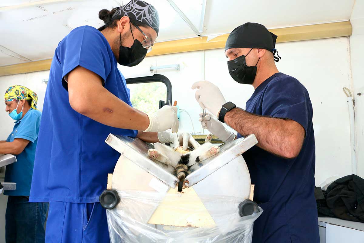 Médicos veterinarios atendiendo a una mascota durante el Día Mundial de los Animales.