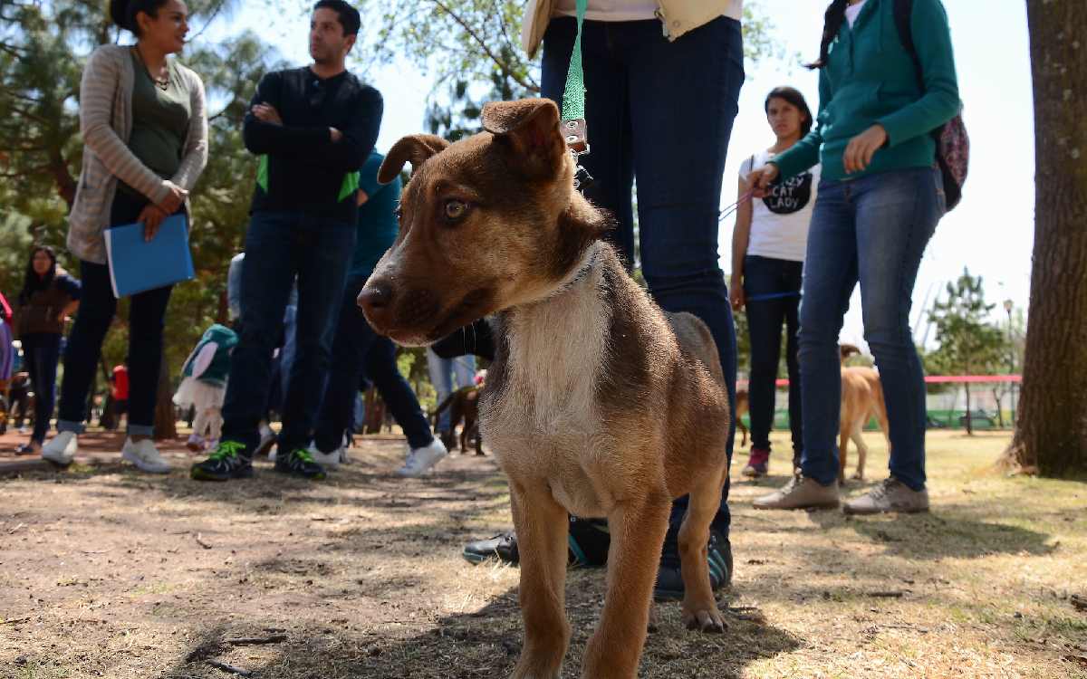 Anuncian campaña de esterilización para mascotas en Calimaya y Metepec
