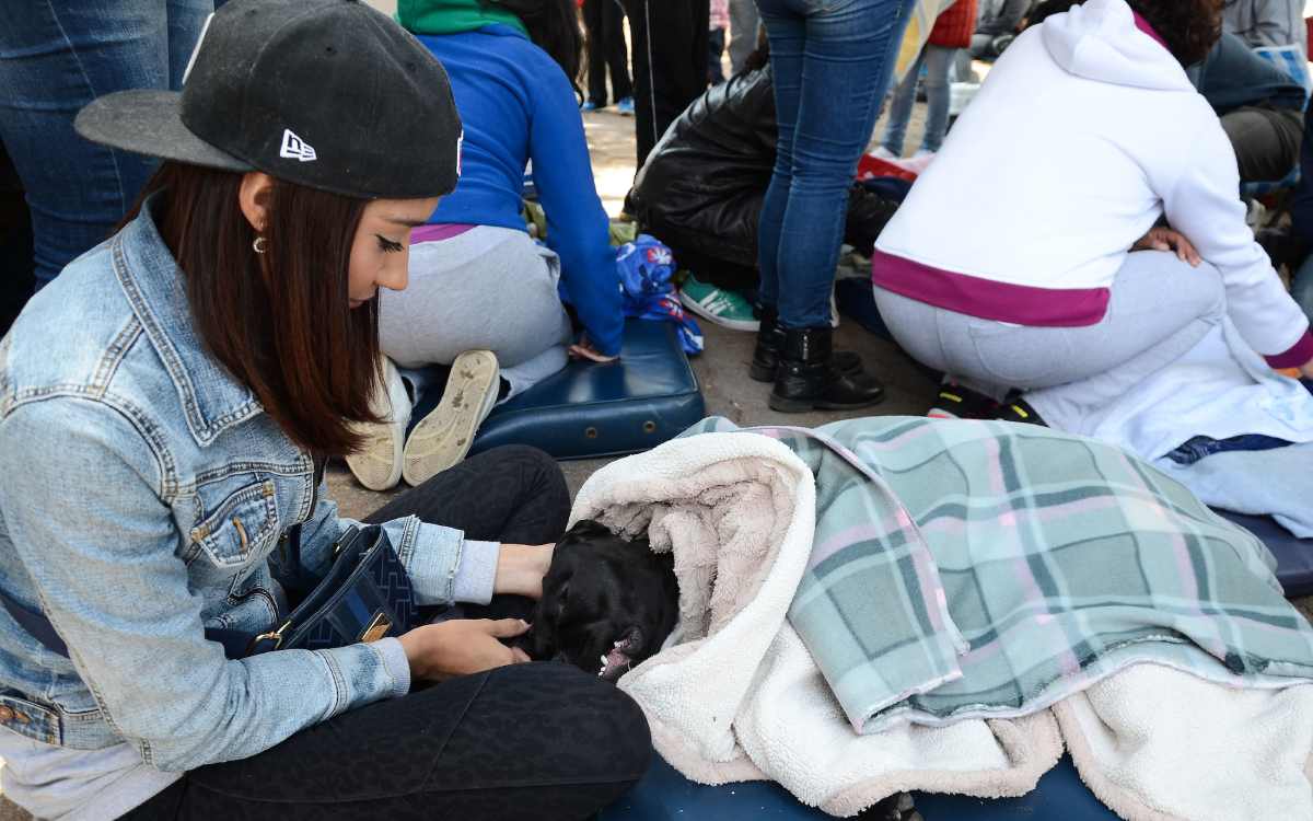 habra jornada de esterilización en metepec y calimaya