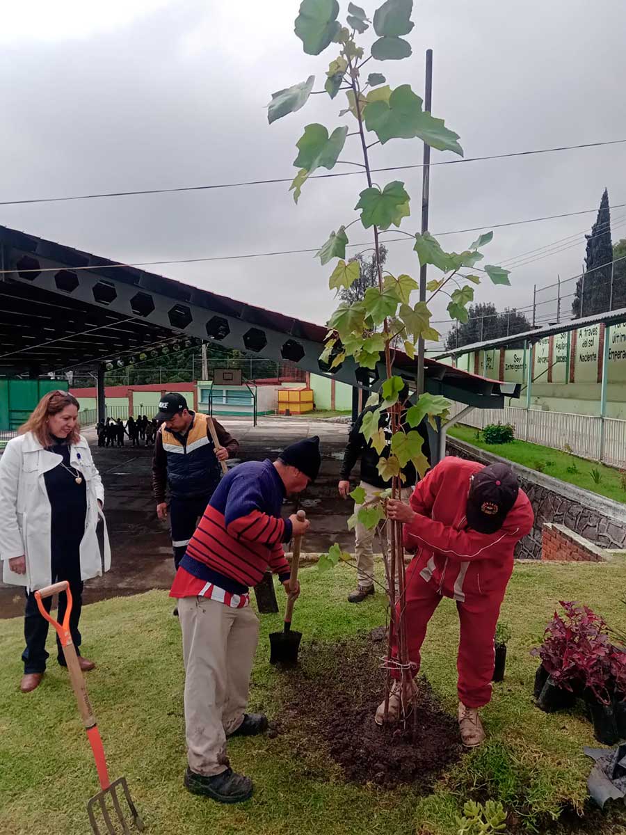El municipio de Toluca planta 11 ejemplares del Árbol de las Manitas.
