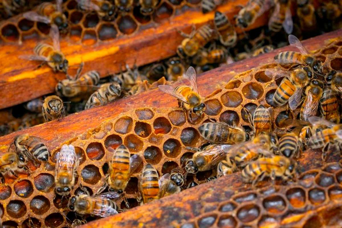UAEMéx Impulsa la Apicultura Sustentable en Ecatzingo con Investigación Innovadora