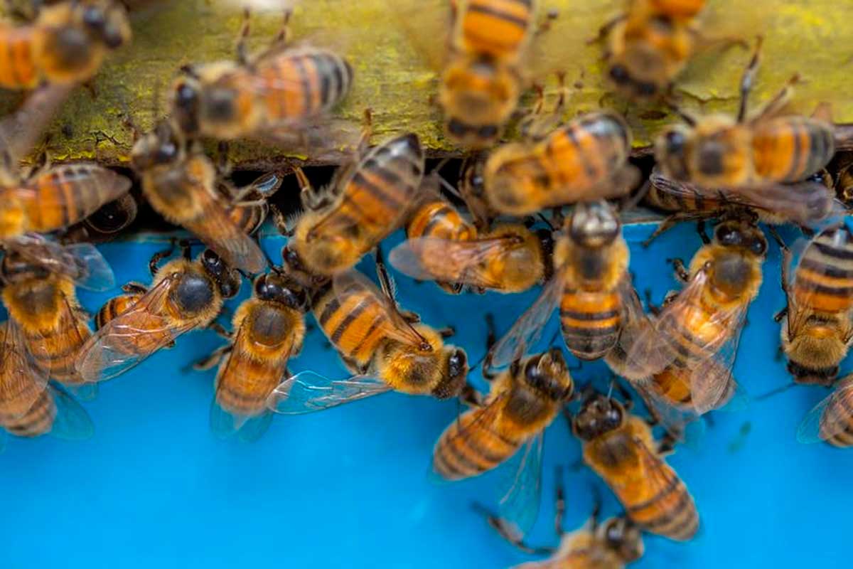 Abejas bajo técnicas ancestrales en la Apicultura en la UAEMéx.