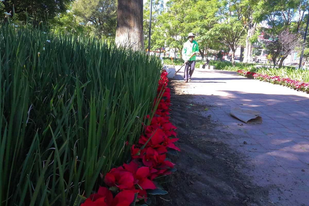 Jardinez decorados con novhebuenas durante la temporada navideña en Toluca.