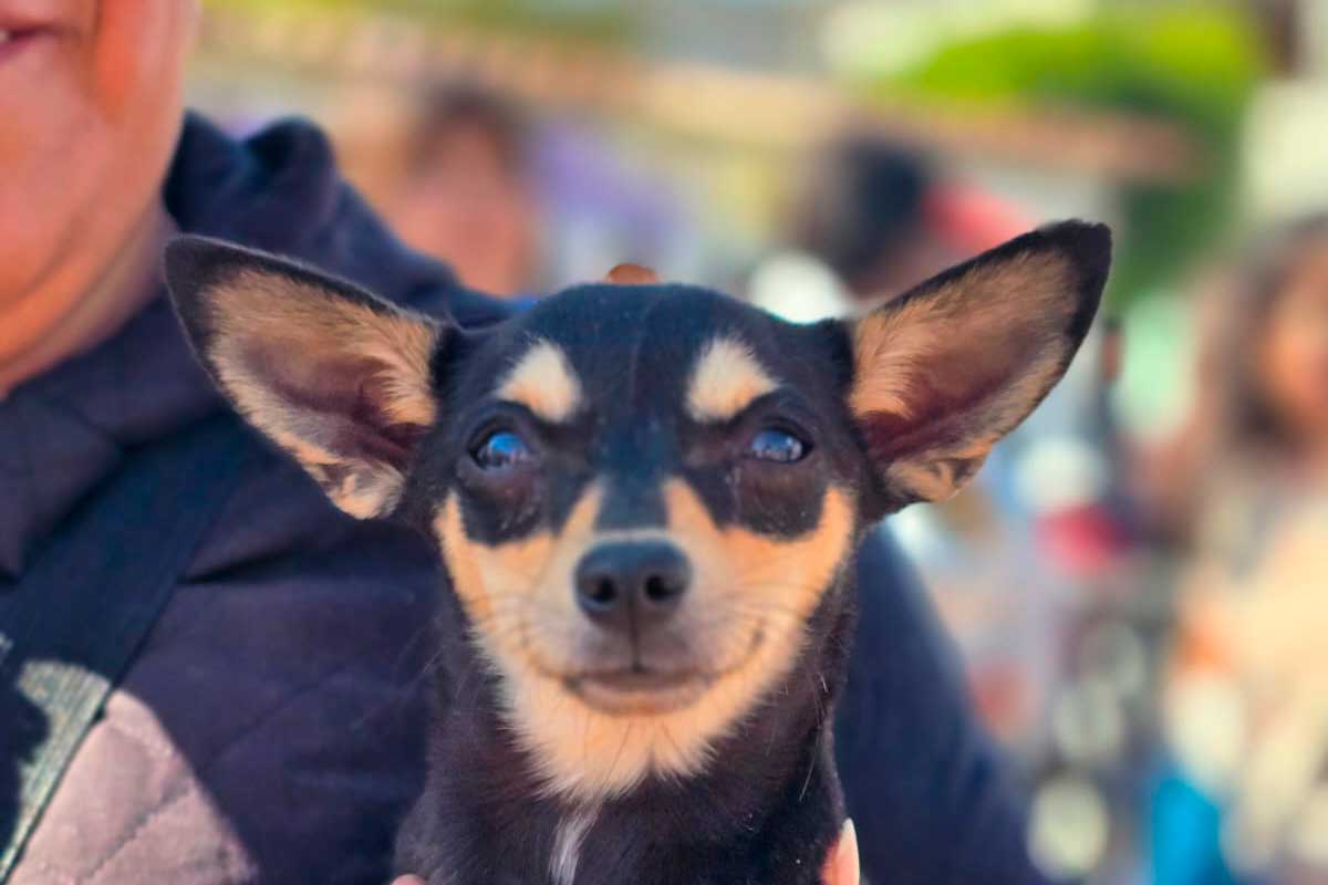 Esterilización Gratuita en Cuexcontitlán y Tlacotepec: Fechas y Requisitos