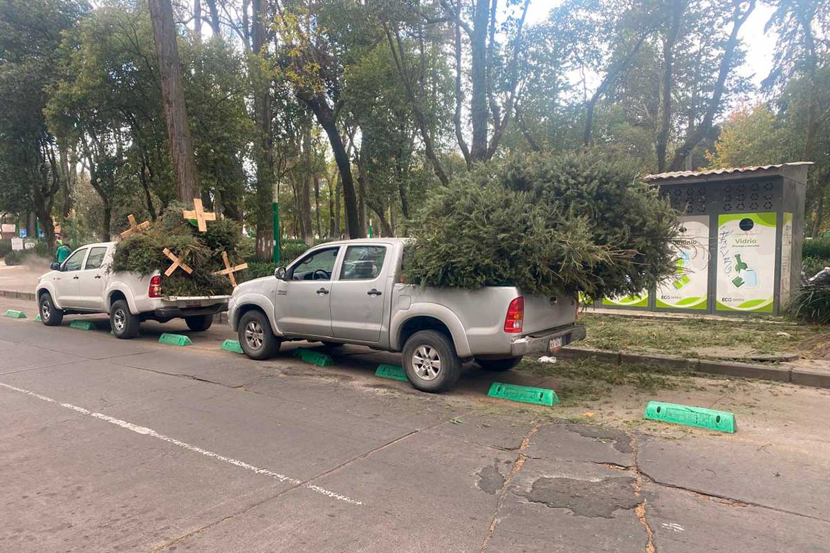 ¡Extiende Toluca la recolección de árboles de Navidad! Convierte tu árbol en abono y ayuda a reforestar