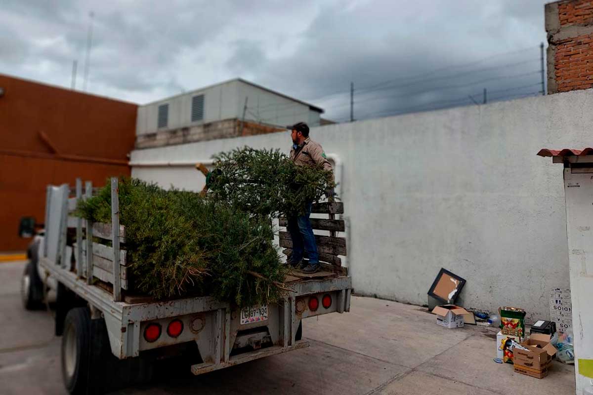 Árboles de Navidad naturales en Ecocentros de Toluca.