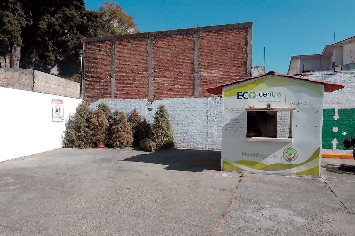 El Ayuntamiento de Toluca lanza campaña de reciclaje de árboles de Navidad.
