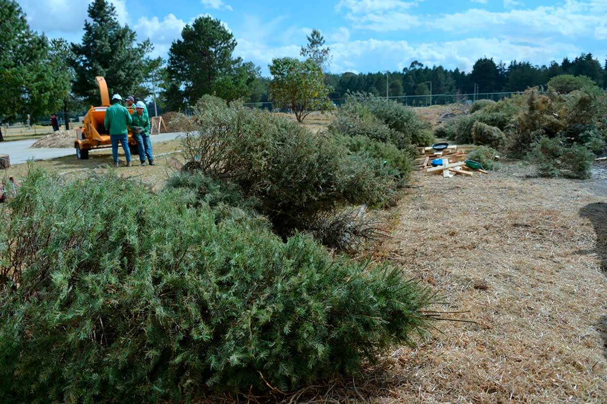 ¡Recicla tu Árbol de Navidad! Centros de Acopio en el Estado de México