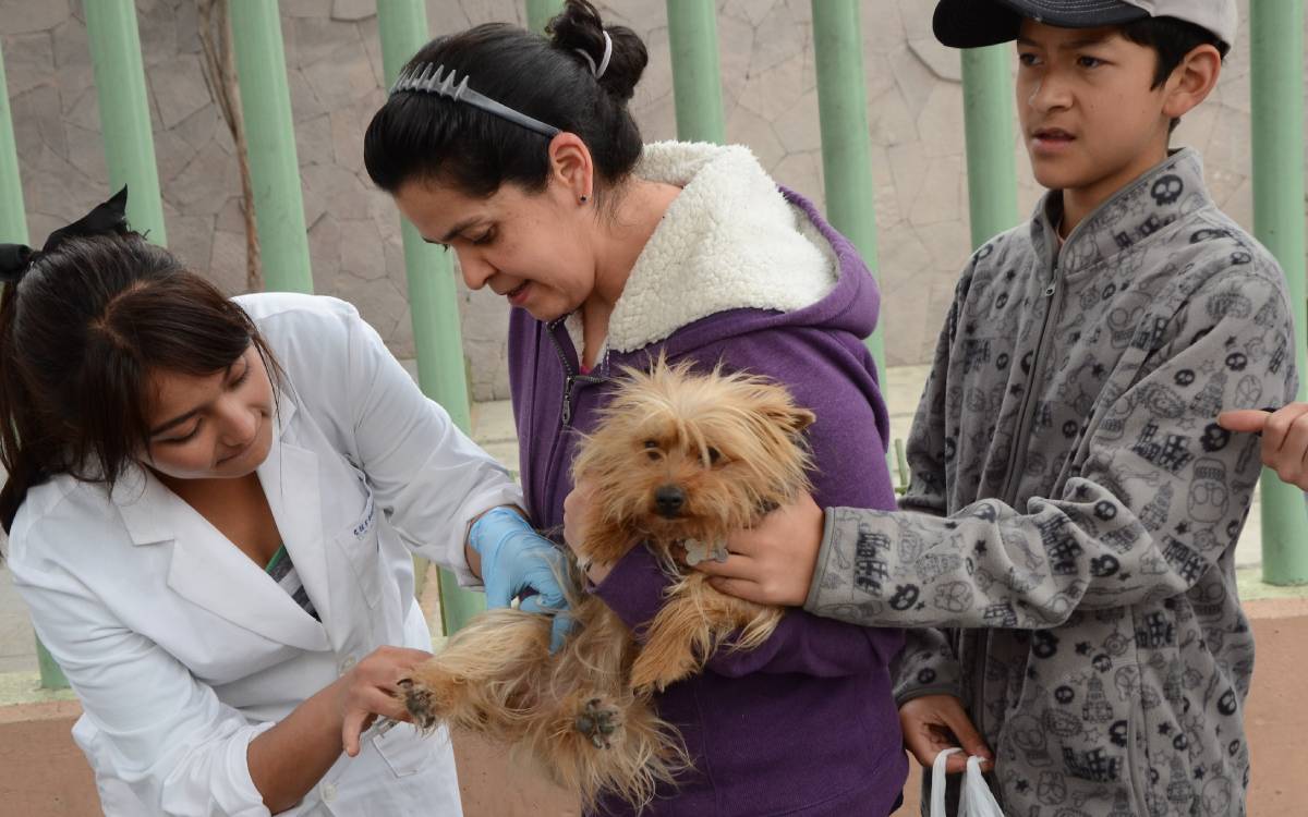 esterilizacion de mascotas en toluca sin costo
