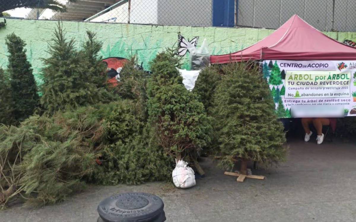 acopio arboles navidad almoloya de juarez