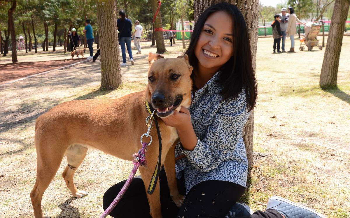 esterilizan a perros en lerma