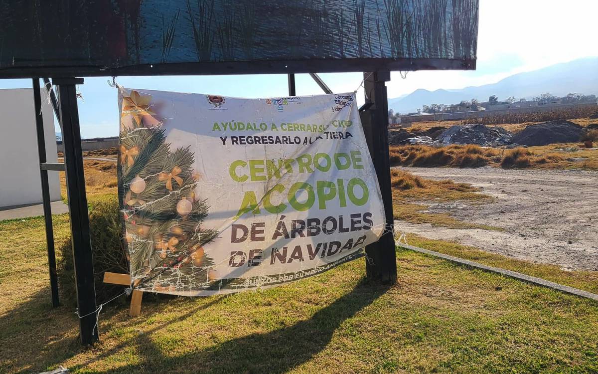 abren centros acopio arboles en metepec