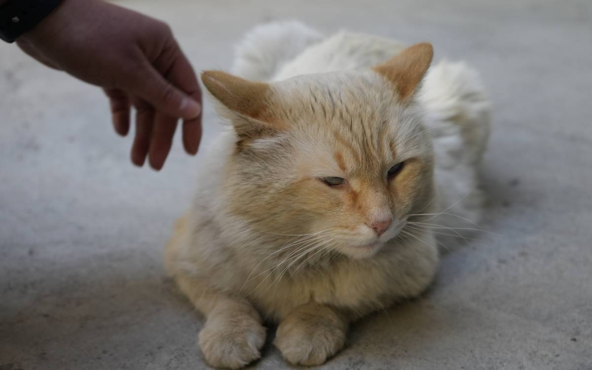 denuncia venta animales metepec 2025