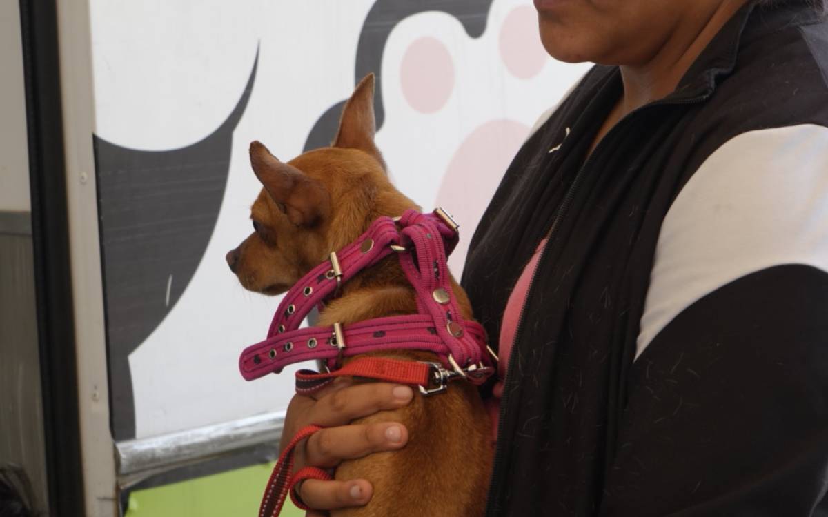 ¡Atención Reyes Magos! Metepec prohíbe la venta de animales