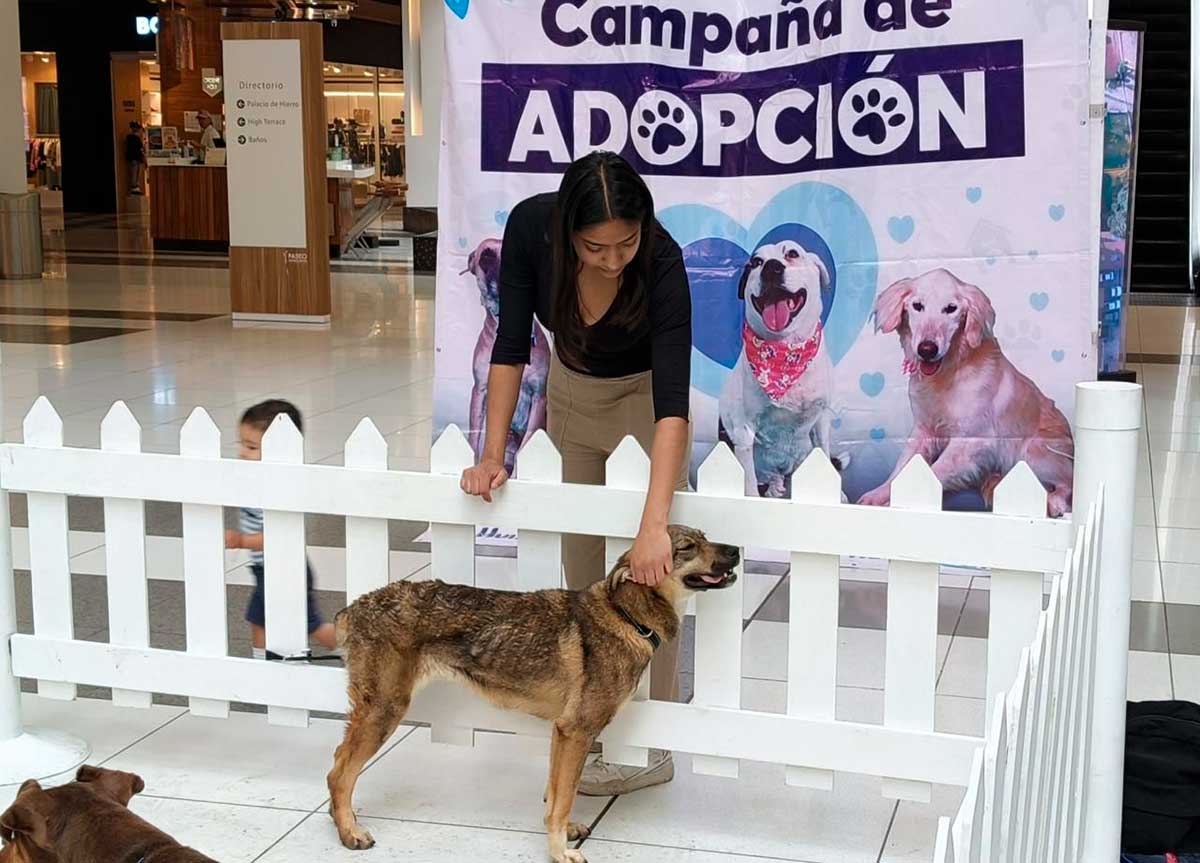 160 Perritos Rescatados en Huixquilucan Encuentran un Nuevo Hogar