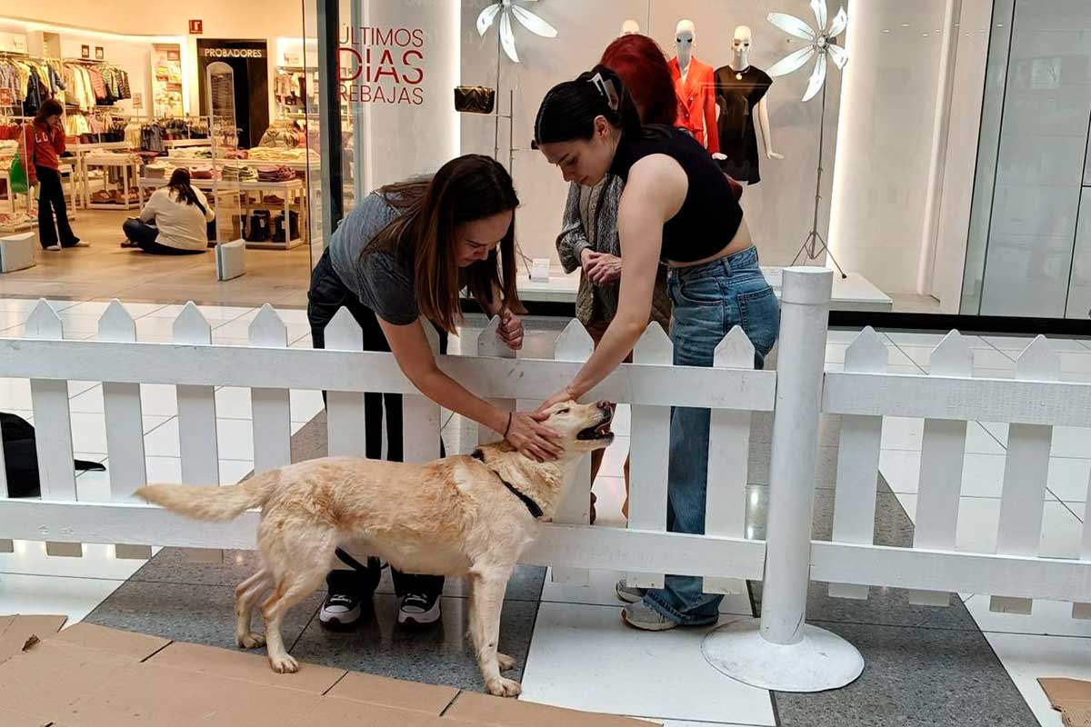 El gobierno de Huixquilucan encuentra familia a 160 perritos.