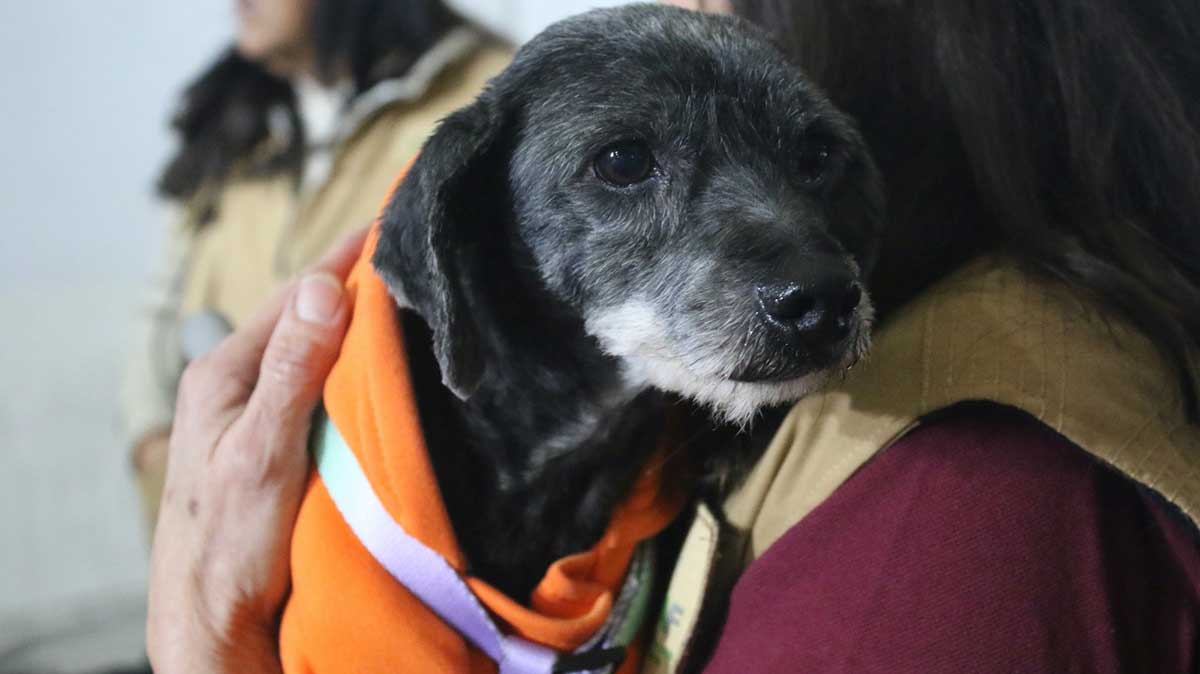 Perro en adopción.