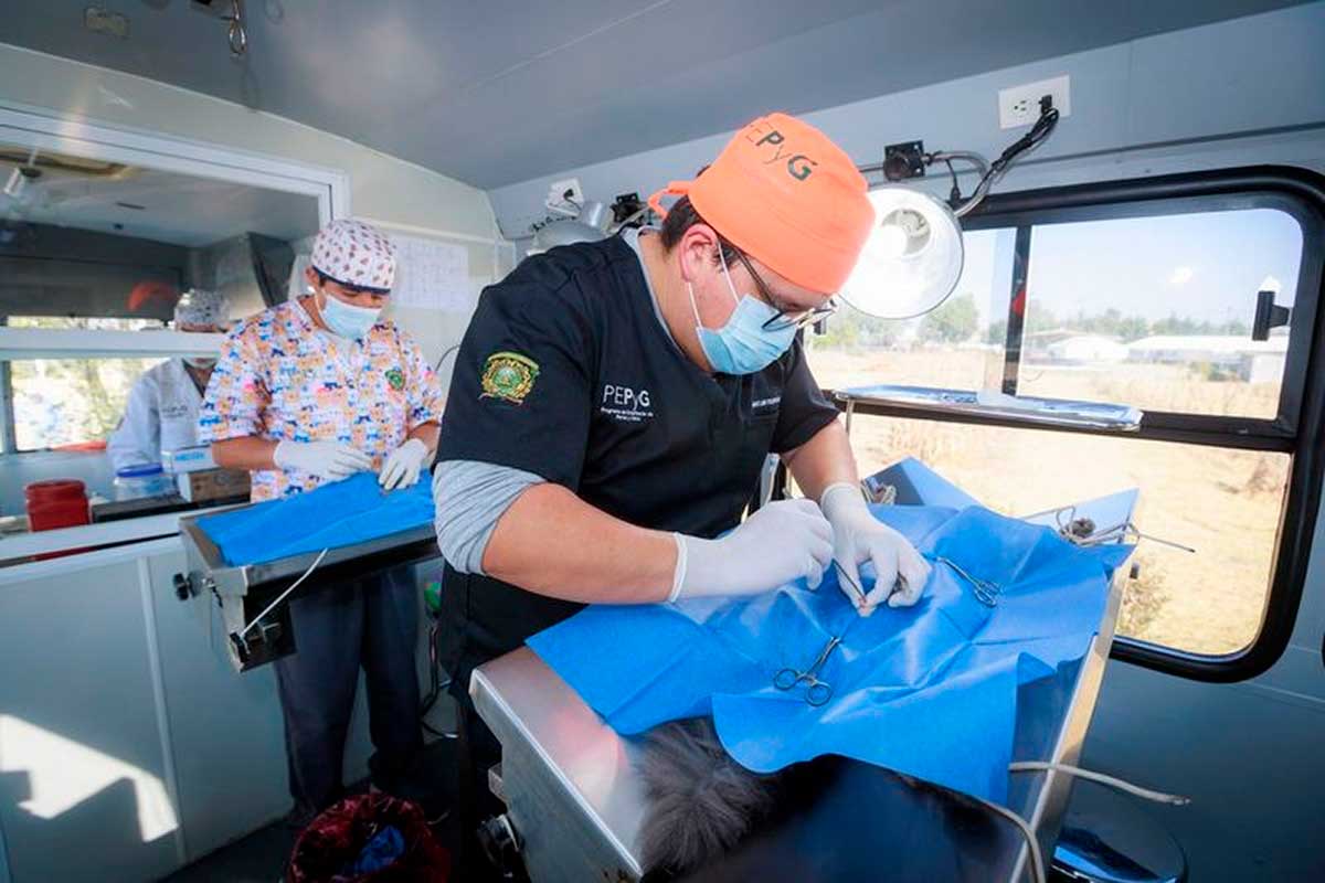 Esterilizar a tu mascota mejora su salud y previene el abandono