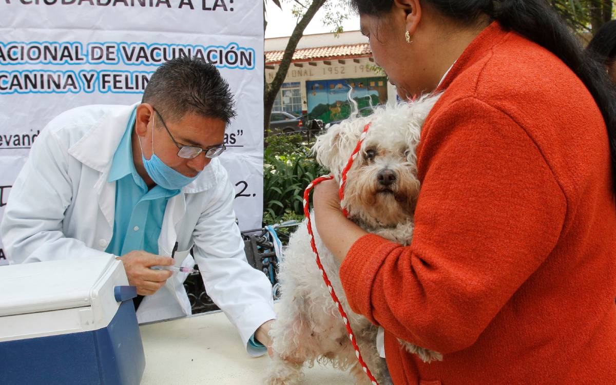 vacuna rabia gratis en toluca 2025