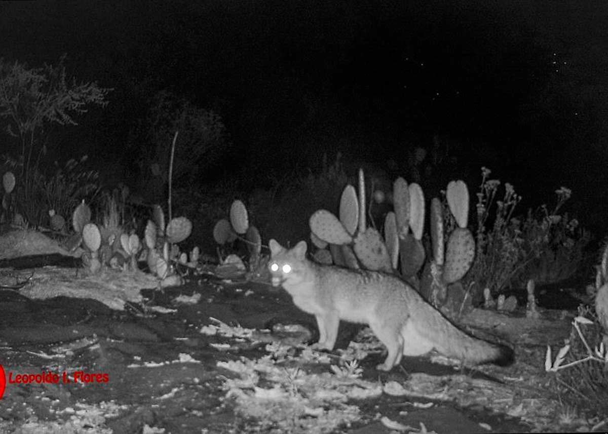 Captan presencia de fauna silvestre en instalaciones de la UAEMéx