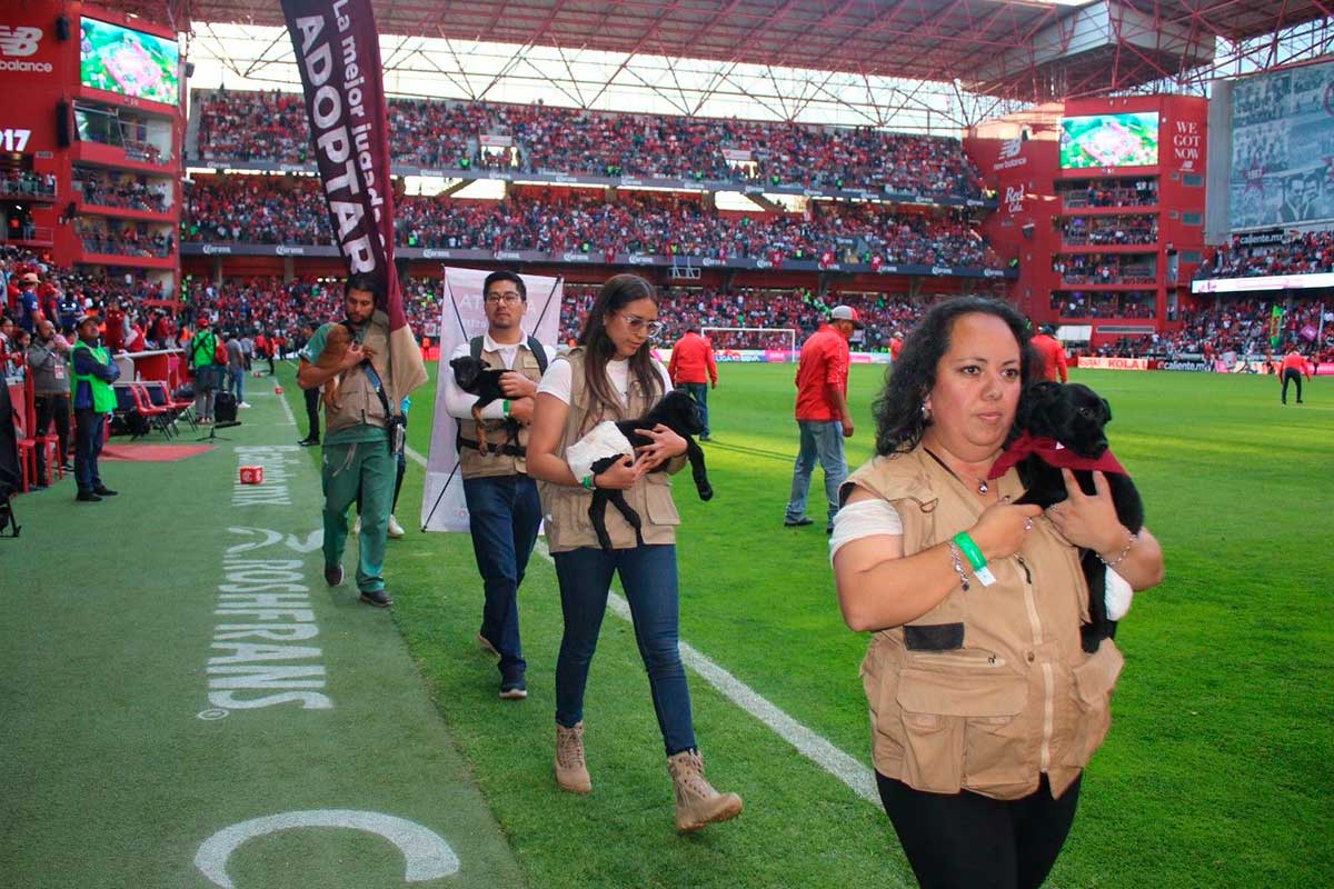 Campaña de la Cepanaf en el Estado de México para la adopción responsable de perritos y gatos.