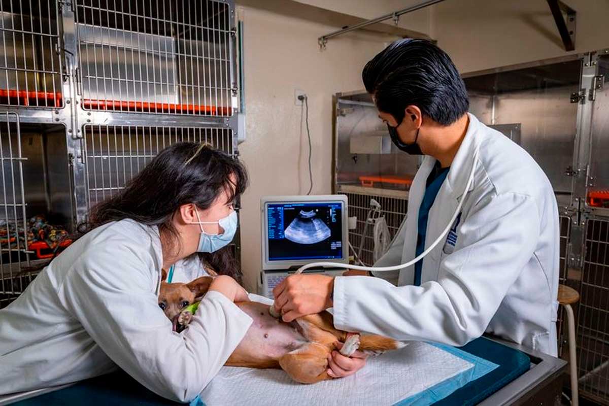 Veterinarios de la UAEMéx artendiendo mascotas.
