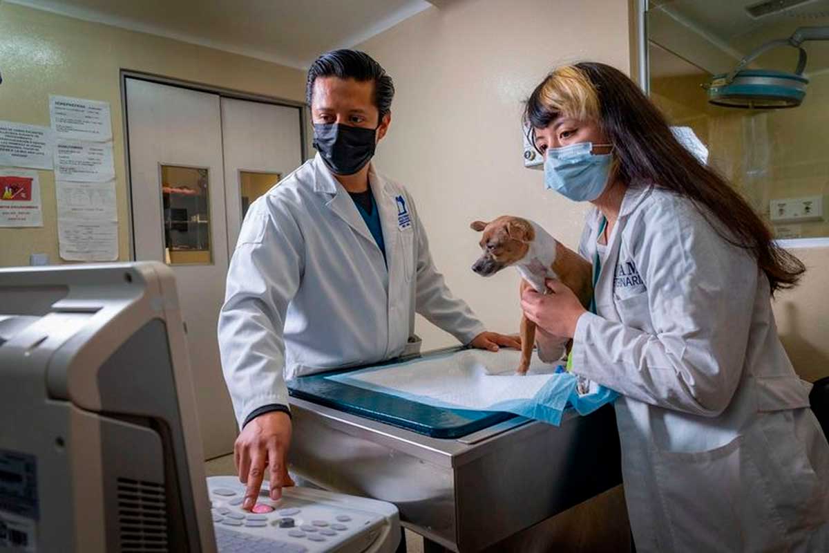 Medicina preventiva: La clave para garantizar una vejez saludable en tus mascotas