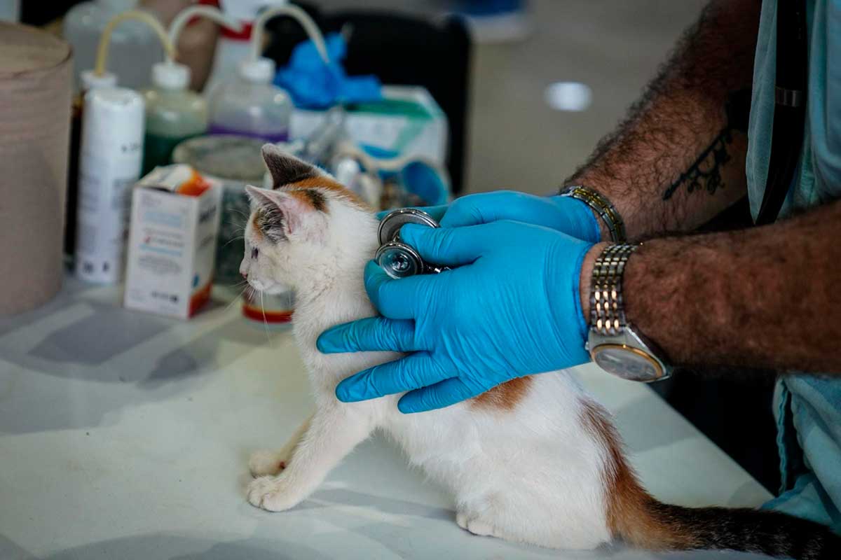 Protege a tus Mascotas del Golpe de Calor: Recomendaciones para el Estado de México