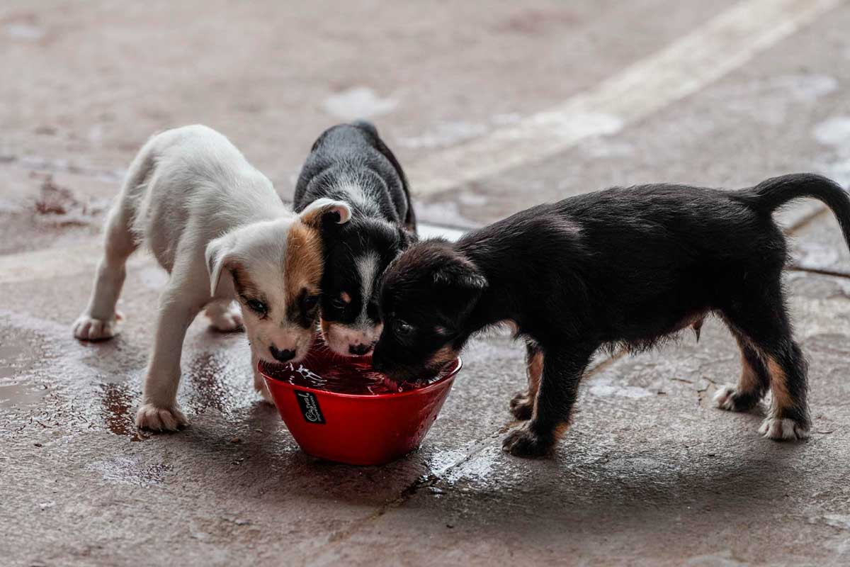 Cepanaf da recomendaciones para proteger a tus mascotas y animales de la temporada de calor.