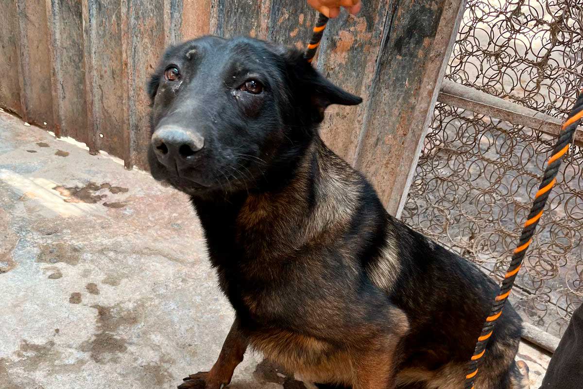 Rescatan a nueve caninos en situación de maltrato en Toluca