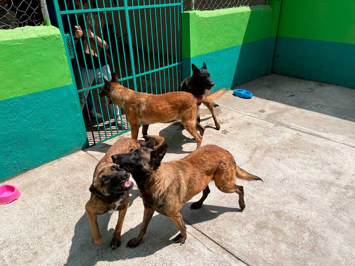Perros rescatados en Toluca son atendidos por el gobierno municipal.