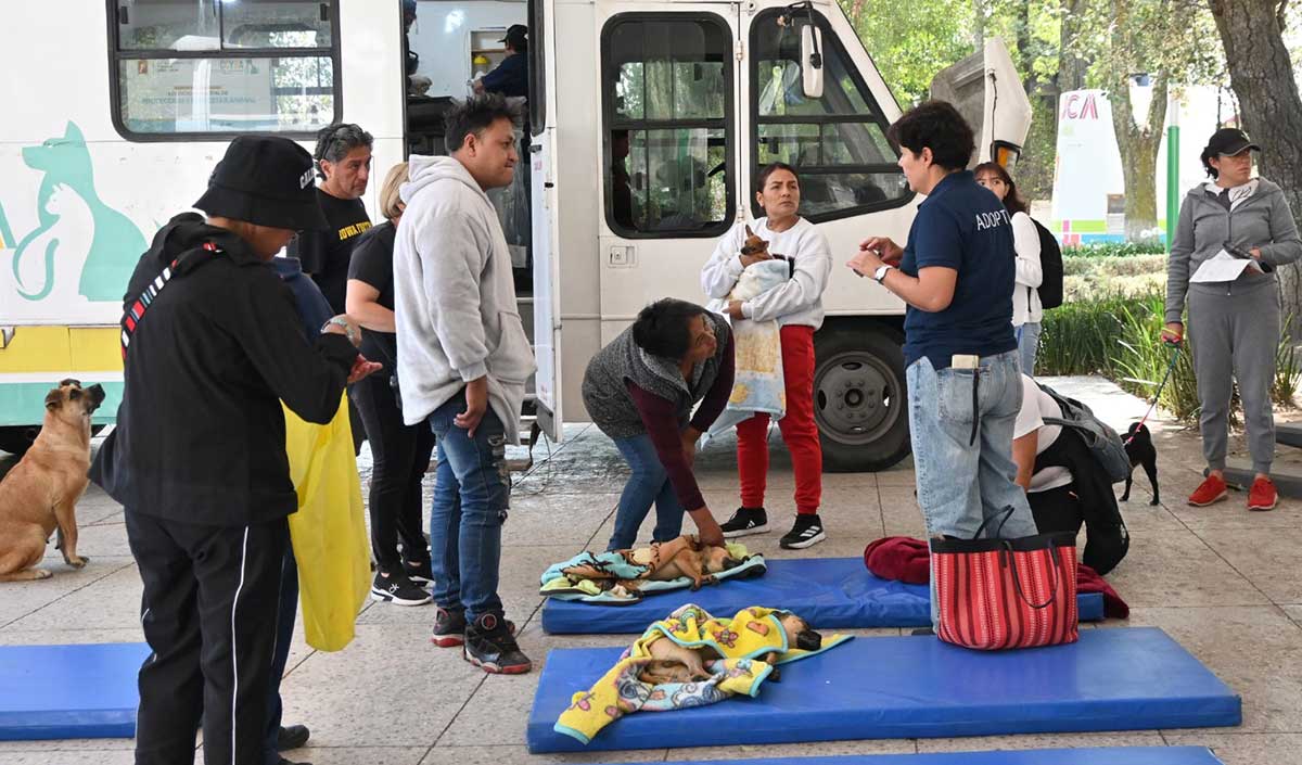 Toluca Refuerza el Bienestar Animal: Jornadas Gratuitas de Esterilización y Vacunación